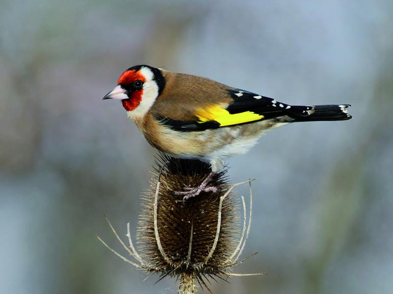 Photo d’un chardonneret représentant la garderie